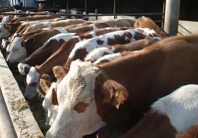 养牛打激素吗 养牛打激素吗